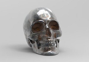 3D model anatomically correct human skull