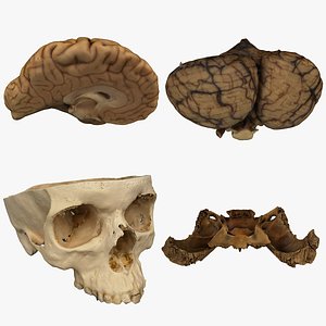 Medical Collection BrainSkull 04