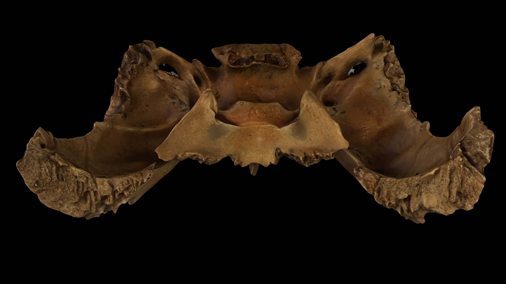 3D Medical Collection BrainSkull 04 https://p.turbosquid.com/ts-thumb/sG/3f2nvo/mU/sphenoid_bone01_02/jpg/1698330488/1920x1080/fit_q87/d7accdbcb5ea697f42855224f40425d96a84d8ba/sphenoid_bone01_02.jpg