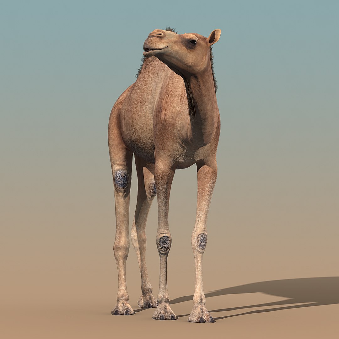 camel rigged 3d max https://p.turbosquid.com/ts-thumb/sG/5zVadE/OdQqtmon/camel_rigged_03/jpg/1470817658/1920x1080/fit_q87/55ed8c0f2da3609a3cc52adade09b778f21f96fd/camel_rigged_03.jpg