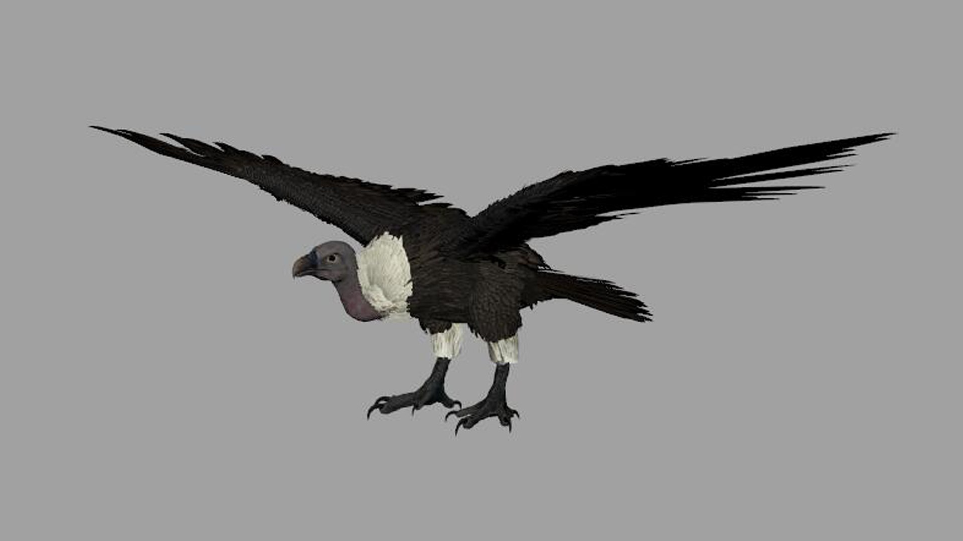 3D Vulture Model - TurboSquid 2275598