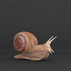 Snail