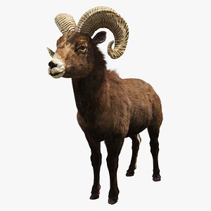 Bighorn Sheep 3D model
