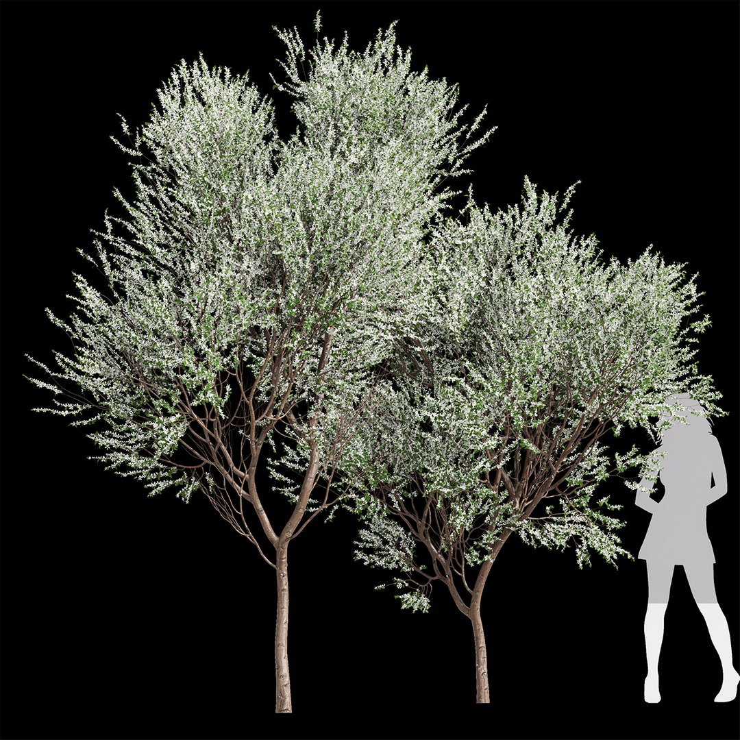 New Tree High Detail Prunus Spinosa Bloom 3D - TurboSquid 2242466