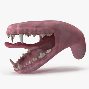 3D Dog Jaw Anatomic Rigged for Cinema 4D