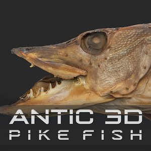 Pike cold smoked