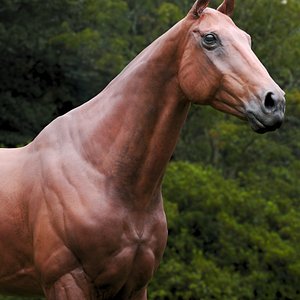 Horse Brown ZBrush
