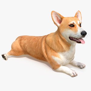 Dog Welsh Corgi Pembroke Lying Pose