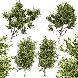 Collection plant vol 536 - tree - outdoor - Urban environment 3D model