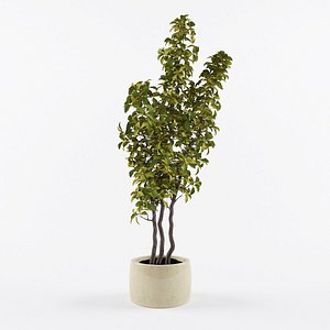 houseplant plant max
