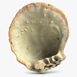 3d sea shell 5
