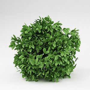 3d model bush