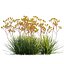3D model Anigozanthos flavidus - Kangaroo Paw 02 - GrowFX