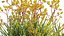 3D model Anigozanthos flavidus - Kangaroo Paw 02 - GrowFX
