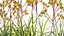 3D model Anigozanthos flavidus - Kangaroo Paw 02 - GrowFX