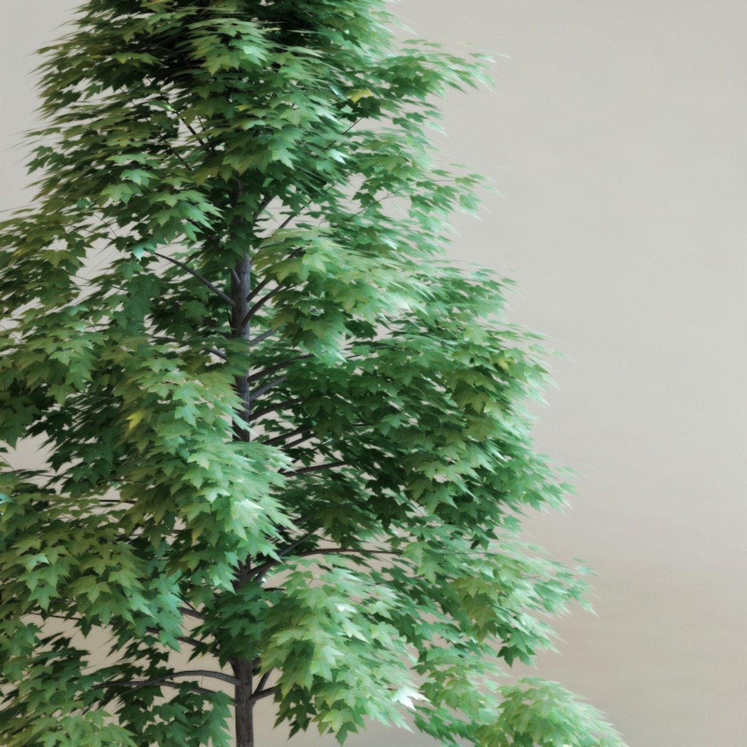 lwo acer xfreemanii celebration https://p.turbosquid.com/ts-thumb/sH/OL3W6n/QpUzRxAi/acerxfreemaniicelebration_2/jpg/1218047332/1920x1080/fit_q87/4ea57fbd9749163989231e72e6175f3b49226700/acerxfreemaniicelebration_2.jpg