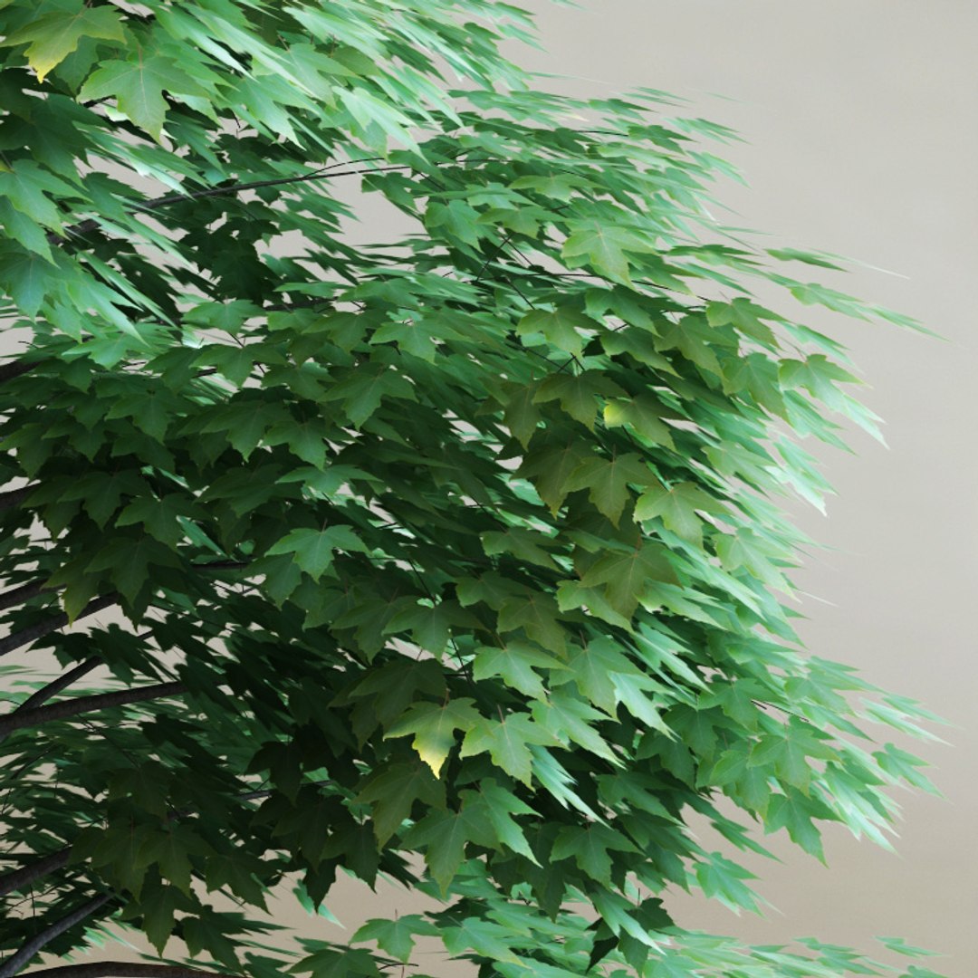 lwo acer xfreemanii celebration https://p.turbosquid.com/ts-thumb/sH/OL3W6n/YVekqXNI/acerxfreemaniicelebration_3/jpg/1218047335/1920x1080/fit_q87/66acc8a3d5a9554745f1f4b997eb30d223d2542a/acerxfreemaniicelebration_3.jpg