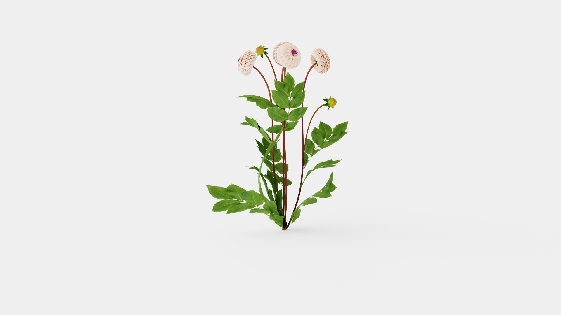 3D WINE EYED JILL https://p.turbosquid.com/ts-thumb/sH/Tnu7yY/Ja/preview_4/jpg/1719817644/1920x1080/fit_q87/6c0356463a06e1ec187b240419e675702b45dbf6/preview_4.jpg