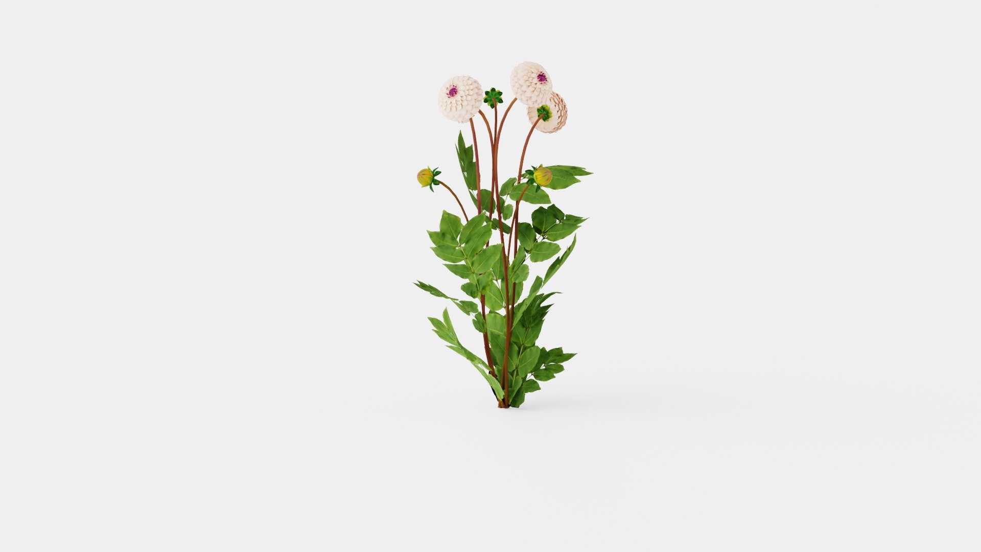 3D WINE EYED JILL https://p.turbosquid.com/ts-thumb/sH/Tnu7yY/PI/preview_1/jpg/1719817632/1920x1080/fit_q87/c4ff2f9fa1f738d505fc6d478c87b4119e632cbe/preview_1.jpg