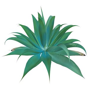plant agave attenuata 3d model