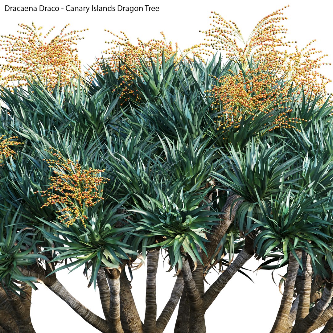 3D Dracaena Draco - Canary Islands Dragon Tree 04 - TurboSquid 1913215