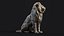 Sculpture Lion Assis PBR Low-poly
