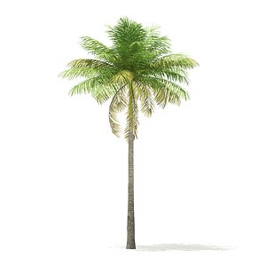 Bottle Palm Tree 3D Model 7m