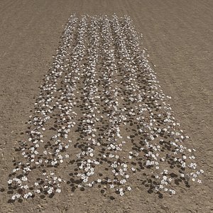 cotton plantation