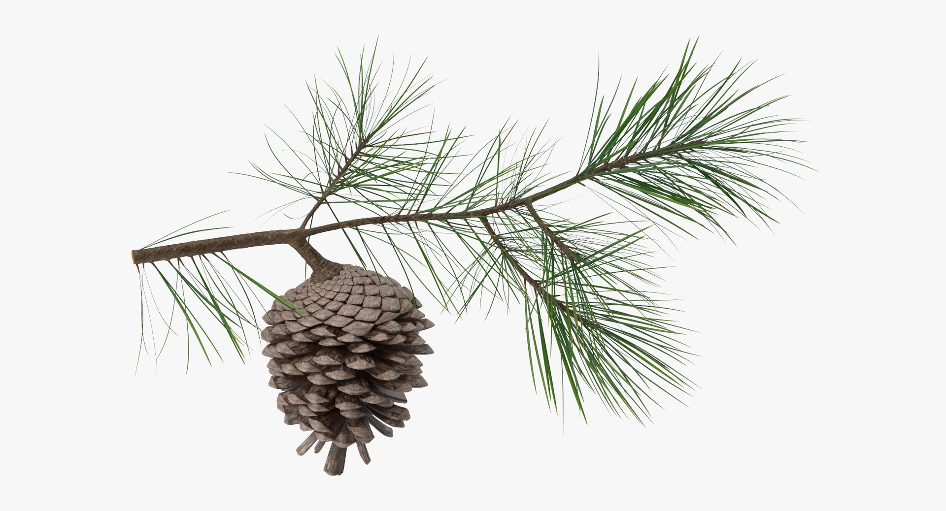 pine tree sprig 3d model https://p.turbosquid.com/ts-thumb/sI/EdwaiA/0DpbrhRy/pine_tree_springs_01_001_thumbnail_0000/jpg/1453214630/1920x1080/fit_q87/59edc1224d97ad9280149df7f4c5aefb97d4ca43/pine_tree_springs_01_001_thumbnail_0000.jpg