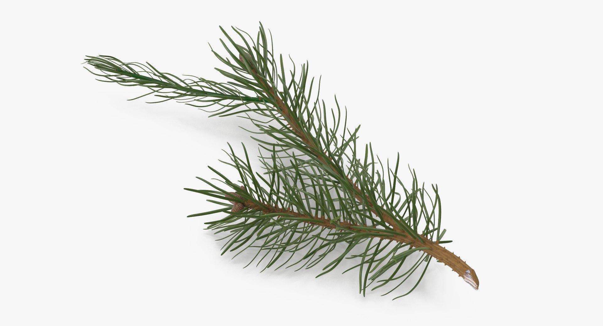 pine tree sprig 3d model https://p.turbosquid.com/ts-thumb/sI/EdwaiA/1PEiWrtr/pine_tree_sprig_03_001_thumbnail_0004/jpg/1459530791/1920x1080/fit_q87/ddcf3e2c2f7cacc2b96c2ceec99e45441121d31d/pine_tree_sprig_03_001_thumbnail_0004.jpg