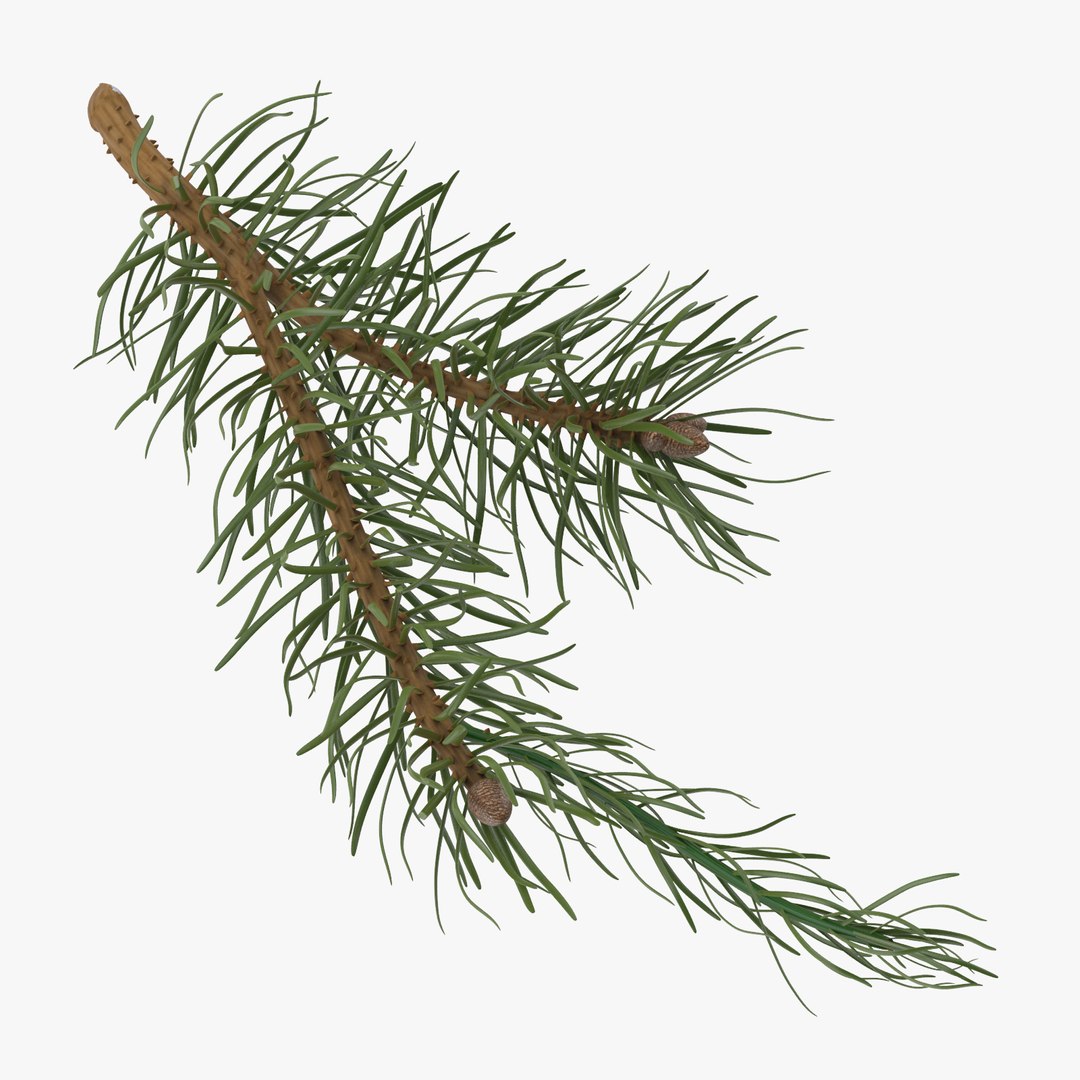 pine tree sprig 3d model https://p.turbosquid.com/ts-thumb/sI/EdwaiA/BxqRT18w/pine_tree_sprig_03_001_thumbnail_square0000/jpg/1459530791/1920x1080/fit_q87/579478c1615af8426801fedacf97bc2c1d450997/pine_tree_sprig_03_001_thumbnail_square0000.jpg