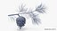 pine tree sprig 3d model