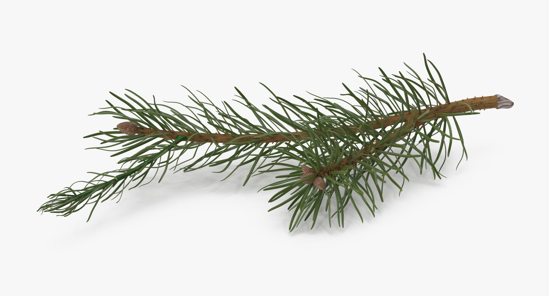 pine tree sprig 3d model https://p.turbosquid.com/ts-thumb/sI/EdwaiA/DhLL4Xx0/pine_tree_sprig_03_001_thumbnail_0006/jpg/1459530791/1920x1080/fit_q87/3edc3b7e76bcfc645180ef3d830e7be9c8e65374/pine_tree_sprig_03_001_thumbnail_0006.jpg