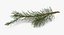 pine tree sprig 3d model
