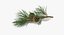 Pine Tree Sprigs Collection