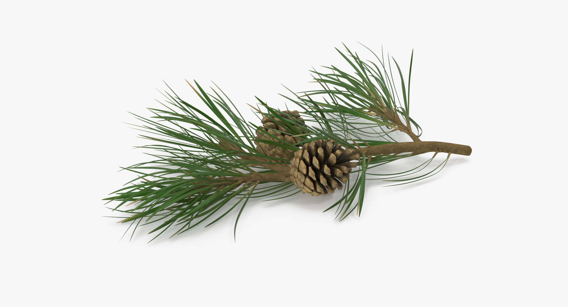 pine tree sprig 3d model https://p.turbosquid.com/ts-thumb/sI/EdwaiA/JUn5LotR/0000/jpg/1459523100/1920x1080/turn_fit_q99/275e08b73a1509ba14fc6517736e2de85b33388c/0000-1.jpg