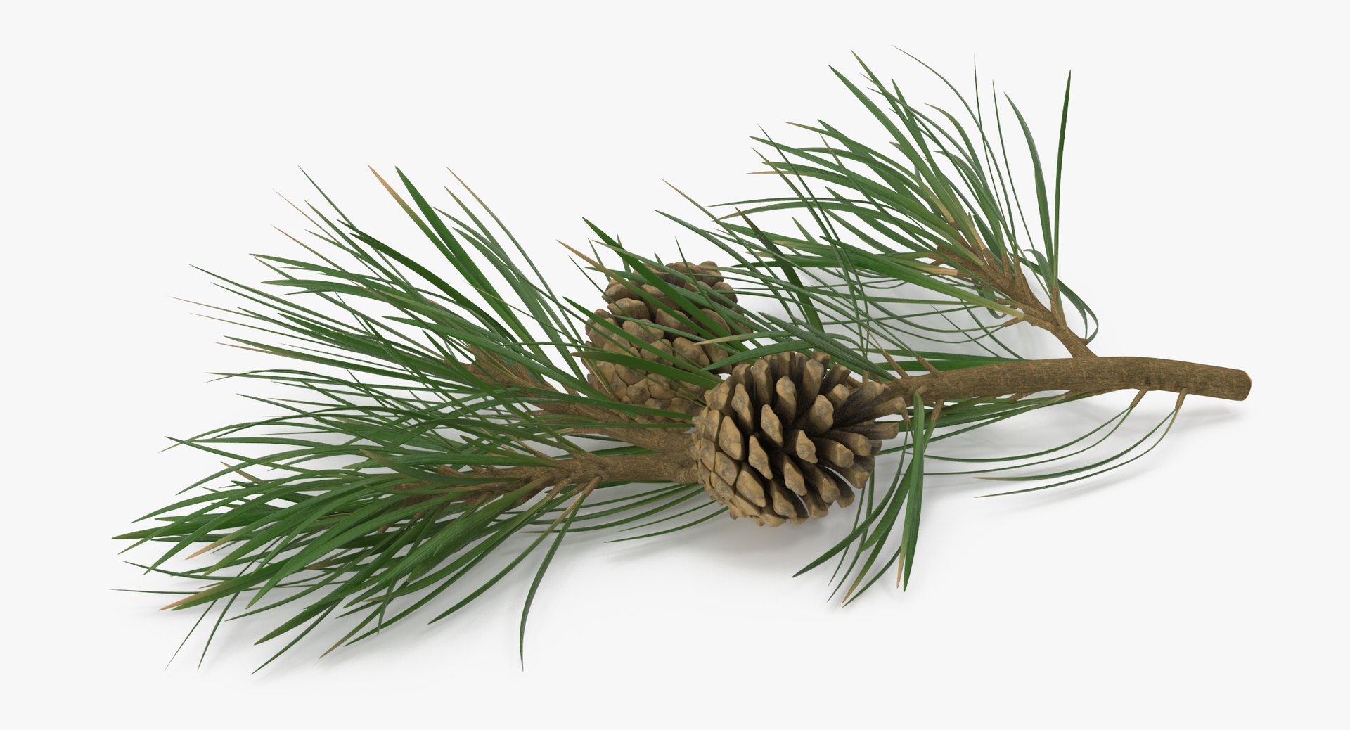 pine tree sprig 3d model https://p.turbosquid.com/ts-thumb/sI/EdwaiA/KkrO4y76/pine_tree_springs_02_001_thumbnail_0001/jpg/1459522526/1920x1080/fit_q87/48674ab3b165e12fb080e25ce7f467fc697090da/pine_tree_springs_02_001_thumbnail_0001.jpg