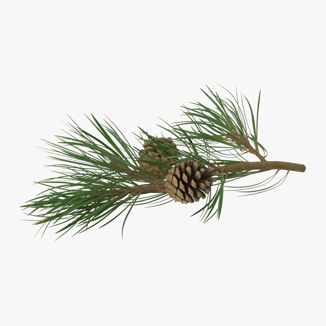 pine tree sprig 3d model https://p.turbosquid.com/ts-thumb/sI/EdwaiA/L7M3792R/pine_tree_springs_02_001_thumbnail_square0000/jpg/1459522527/1920x1080/fit_q87/a90640a919382d0a6d3de50fe3165e41060c8924/pine_tree_springs_02_001_thumbnail_square0000.jpg