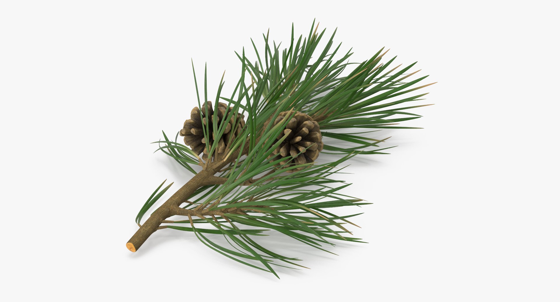 pine tree sprig 3d model https://p.turbosquid.com/ts-thumb/sI/EdwaiA/N7wxjoSe/pine_tree_springs_02_001_thumbnail_0006/jpg/1459522527/1920x1080/fit_q87/c4b14729fe4707d68d2b935f3336f1b7afd1406c/pine_tree_springs_02_001_thumbnail_0006.jpg