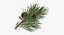 pine tree sprig 3d model