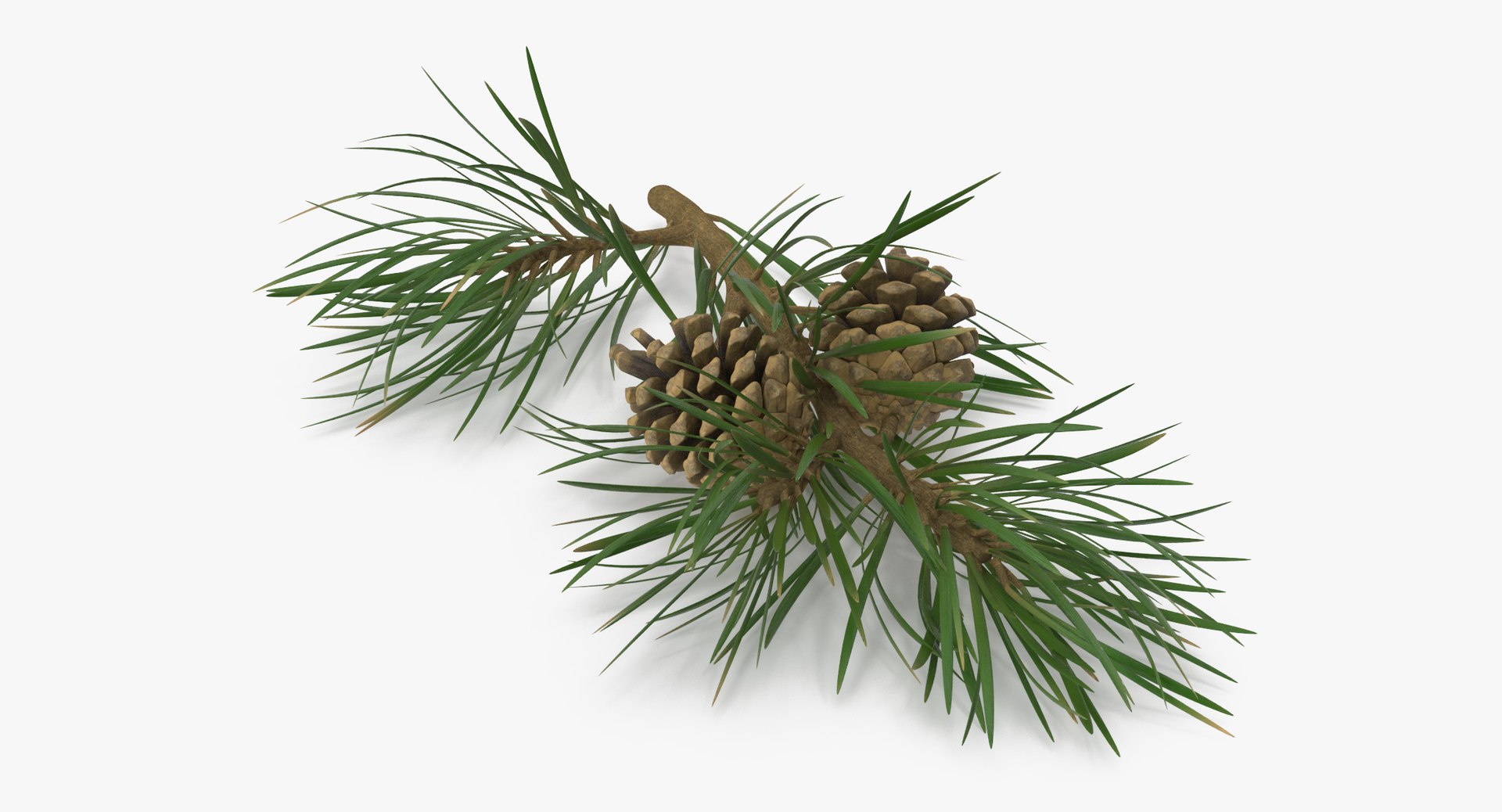 pine tree sprig 3d model https://p.turbosquid.com/ts-thumb/sI/EdwaiA/OJmnoAKp/pine_tree_springs_02_001_thumbnail_0003/jpg/1459522526/1920x1080/fit_q87/fe7e9068fb0103baffbf677d43a689b100084613/pine_tree_springs_02_001_thumbnail_0003.jpg