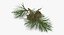 pine tree sprig 3d model
