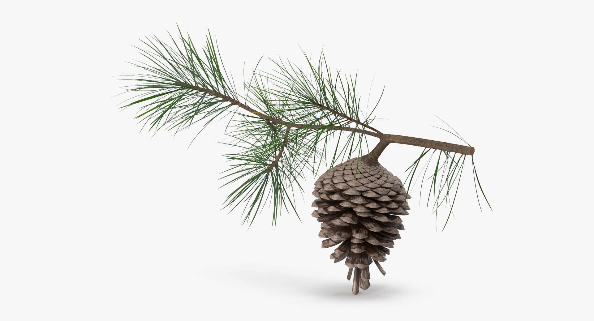 pine tree sprig 3d model https://p.turbosquid.com/ts-thumb/sI/EdwaiA/P6e7fEjS/pine_tree_springs_01_001_thumbnail_0003/jpg/1453214630/1920x1080/fit_q87/d955e1330e3fb03b8661de0d845b7a653788dbcd/pine_tree_springs_01_001_thumbnail_0003.jpg