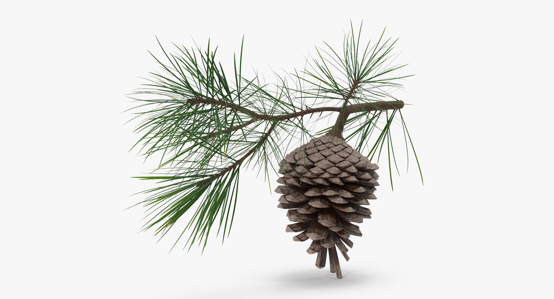 pine tree sprig 3d model https://p.turbosquid.com/ts-thumb/sI/EdwaiA/QNRIRPdR/pine_tree_springs_01_001_thumbnail_0005/jpg/1453214630/1920x1080/fit_q87/58da23d8f7fbe850a64ff251455d2a9acae1b15b/pine_tree_springs_01_001_thumbnail_0005.jpg