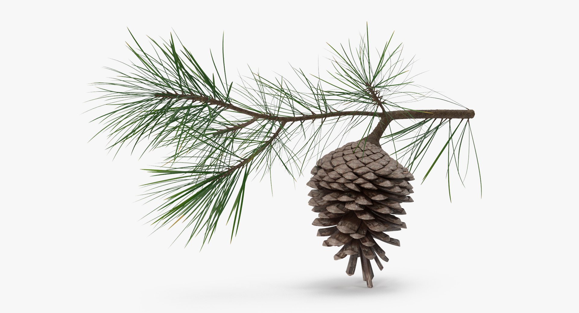 pine tree sprig 3d model https://p.turbosquid.com/ts-thumb/sI/EdwaiA/QS7kV0fk/pine_tree_springs_01_001_thumbnail_0004/jpg/1453214630/1920x1080/fit_q87/eadd36a8c7f4bb55632cdd6fa9a35ca39af0432e/pine_tree_springs_01_001_thumbnail_0004.jpg