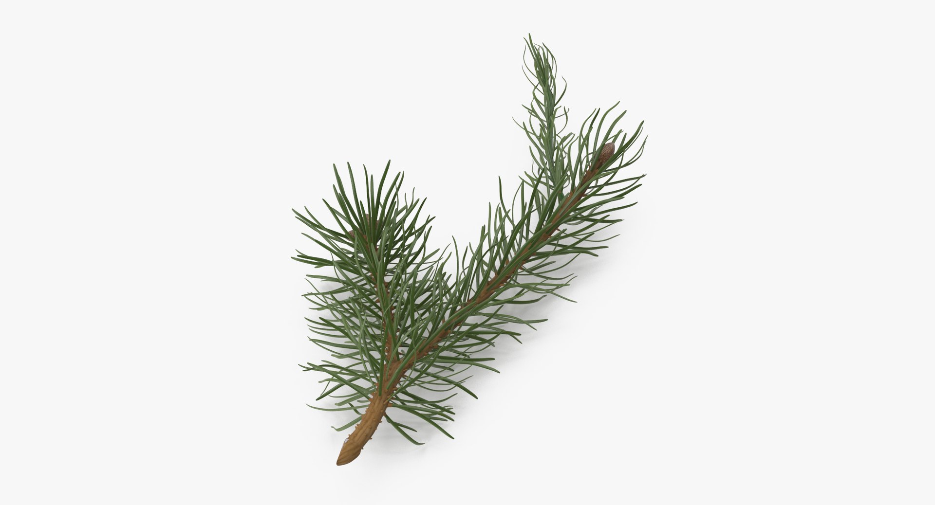 pine tree sprig 3d model https://p.turbosquid.com/ts-thumb/sI/EdwaiA/V7XsFmmS/pine_tree_sprig_03_001_thumbnail_0003/jpg/1459530791/1920x1080/fit_q87/8cdcb4cc06027181f4dcc2dc7ed7ef588f428658/pine_tree_sprig_03_001_thumbnail_0003.jpg