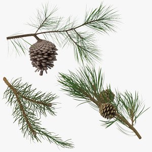 pine tree sprig 3d model
