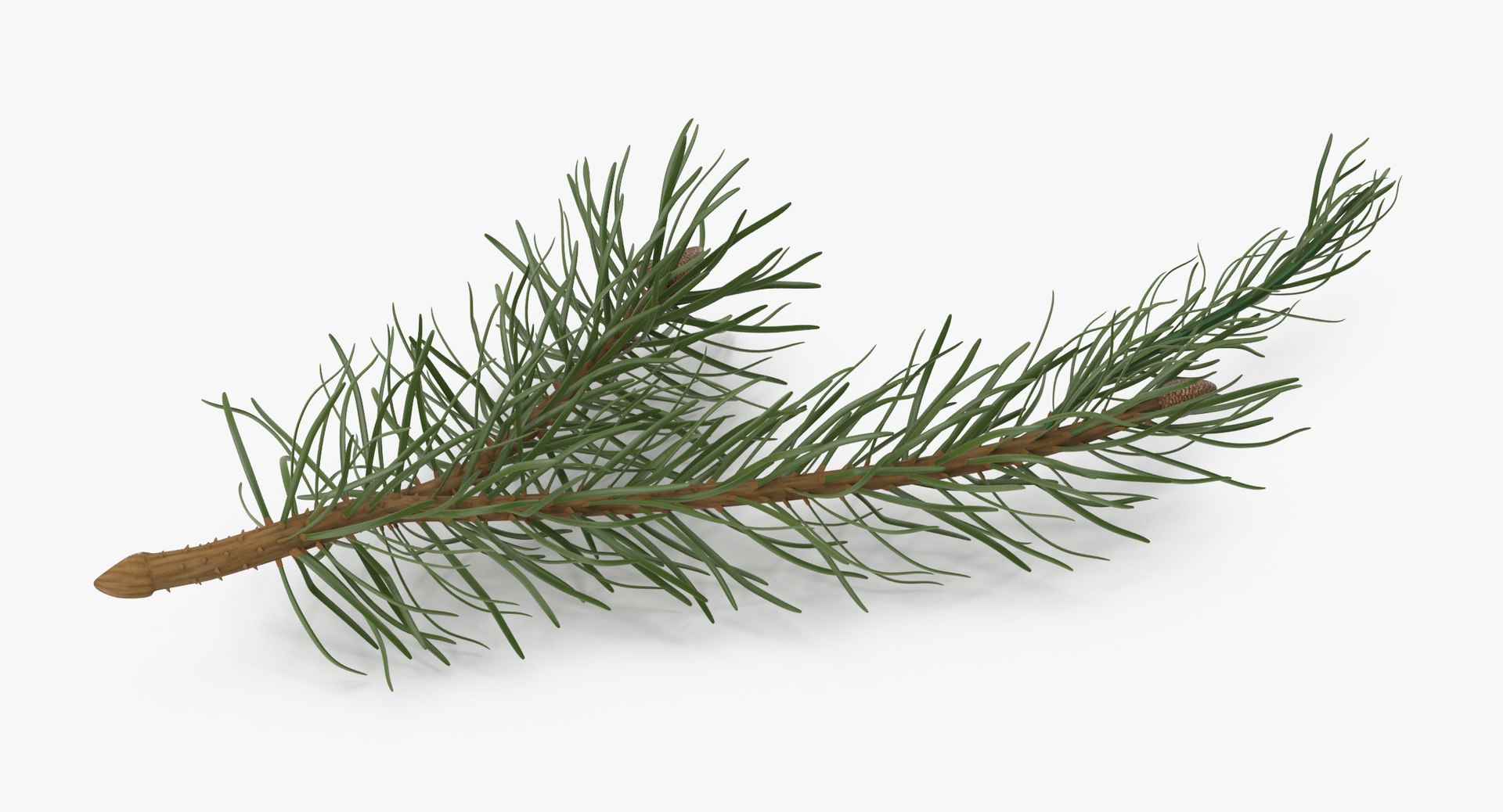 pine tree sprig 3d model https://p.turbosquid.com/ts-thumb/sI/EdwaiA/ZqLcHzow/pine_tree_sprig_03_001_thumbnail_0002/jpg/1459530791/1920x1080/fit_q87/110b3d8c74a5ab0a8809978ff2a1d7366b314405/pine_tree_sprig_03_001_thumbnail_0002.jpg