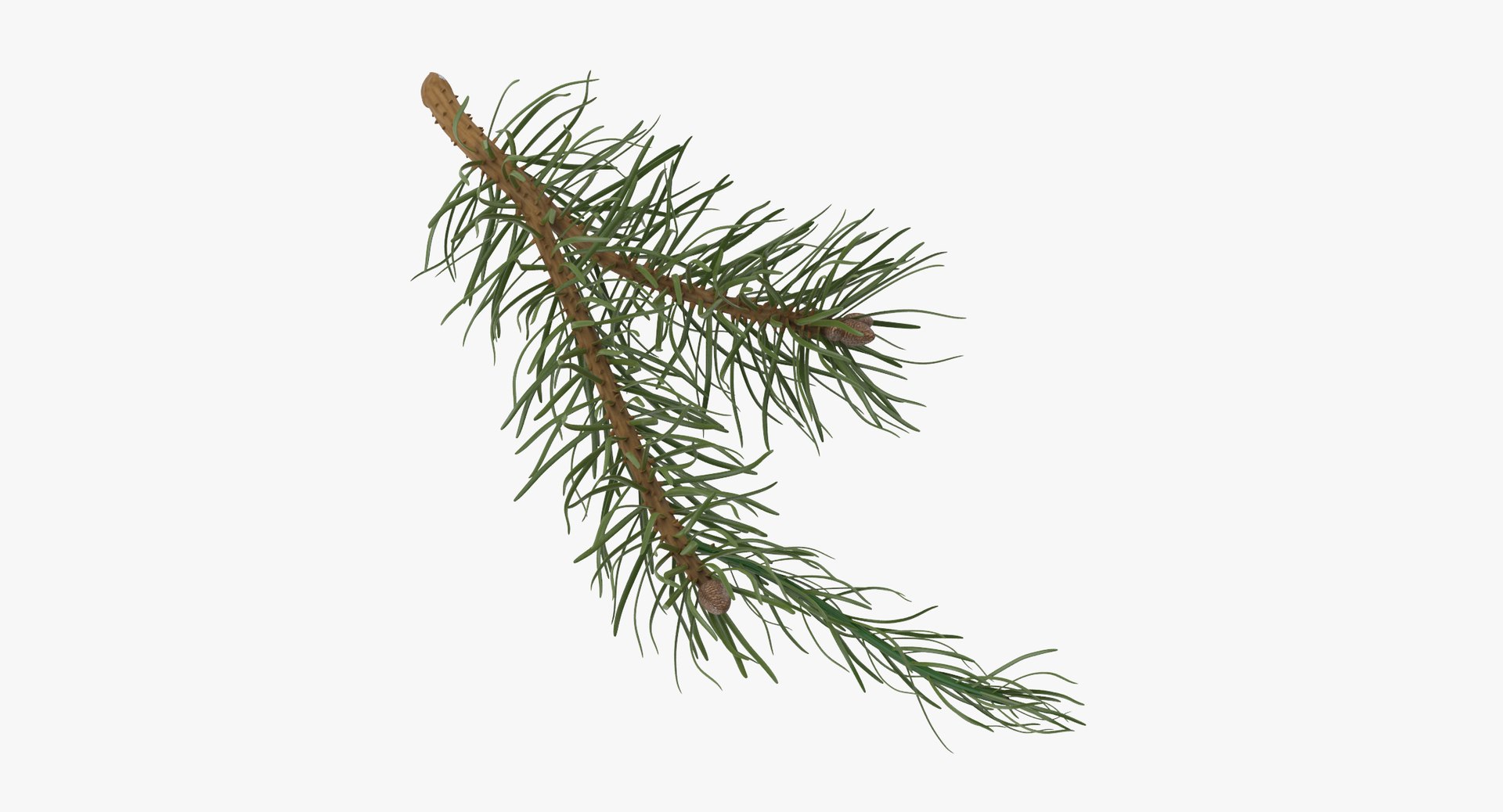 pine tree sprig 3d model https://p.turbosquid.com/ts-thumb/sI/EdwaiA/cN4GS9We/pine_tree_sprig_03_001_thumbnail_0000/jpg/1459530791/1920x1080/fit_q87/f8e1eb5ee747c2fed9d3b9e72937c3f6fe83ab61/pine_tree_sprig_03_001_thumbnail_0000.jpg