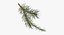 pine tree sprig 3d model